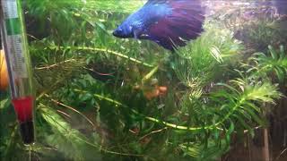 Betta splendens and Ampullaria australis [upl. by Codee]