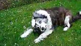 My dog with vestibular disease [upl. by Editha421]