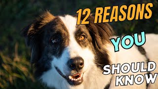 12 Reasons Why You Should NEVER Own a Border Collie 😱🐕🚫 [upl. by Shuma]