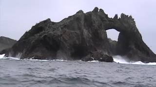 Shark Attack Predation at Farallones great white shakes sea lion [upl. by Thurlow]