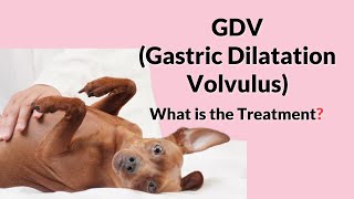 Bloat or Gastric Dilatation Volvulus in Dogs amp its Treatment [upl. by Anauqahs433]