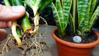 🌿Consejos para el Cultivo de Sansevieria Espada de San Jorge Lengua de suegra [upl. by Chessa]