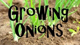 How to Plant Grow amp Harvest Onions from Start to Finish [upl. by Dnaloy998]