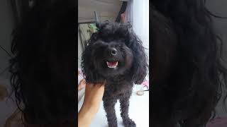 Caniche negro cute subscribetomychannel poodle [upl. by Gena506]