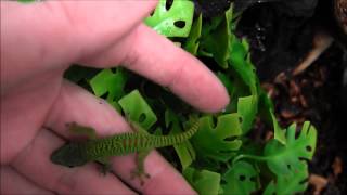 Baby Madagascar Giant Day Geckos [upl. by Maghutte]