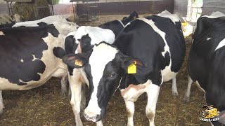 Mario Guareschi alimentazione e latte delle vacche del Parmigiano Reggiano I video di IV [upl. by Pulling182]