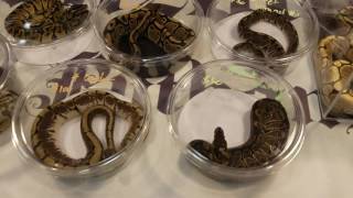 Repticon Memphis July 2016 Day 2 [upl. by Carlynne]