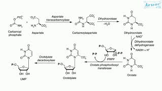 carbamoyl phosphate synthetase II [upl. by Dupuis]