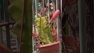 💕💕 Wow Huge Pink Flowers on Epiphyllum quotOrchid Cactusquot 🥰🌵💐🌷🏜️💕 [upl. by Herrah]