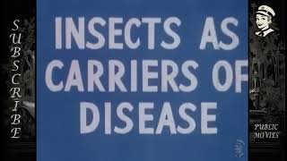 Disneys Insects As Carriers Of Disease 1945 HD [upl. by Evilo]