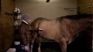 Clipping Special How to give your horse a winter clip [upl. by Yrgoerg]