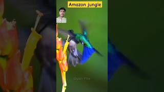 Most Dangerous Forest ⚡  Amazon jungle  congo forest viral shorts forest amazon dangerous [upl. by Oiramat]