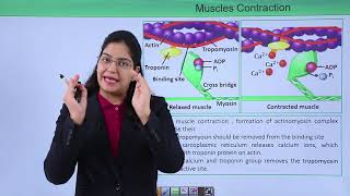 Class10th – Role of calcium in muscle contraction  Locomotion and Movement  Tutorials Point [upl. by Ednyl]