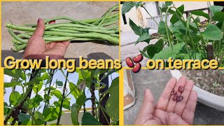 तीनों सीजन में लगाकर करें लोबिया या बरबटी की हार्वेस्टिंगGrow long beans in any season [upl. by Ahsinelg866]