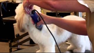 How to Groom a Lhasa Apso with a Clipper [upl. by Jeffry]