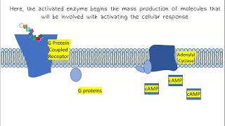 Signal Transduction AP Biology [upl. by Alroy]