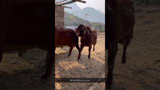 Kalahari Red breeder Goat video [upl. by Aeneas357]