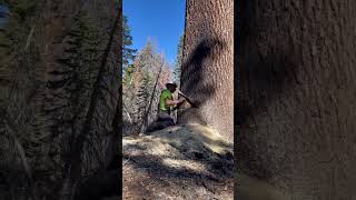 Expert cutting big treeLets find outwoodworking asmr cuttingwork wood woodworker [upl. by Odiug553]