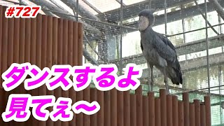 ちょっとだけダンスするよ💖dancing★掛川花鳥園★ハシビロコウふたば★No727★shoebill Futaba [upl. by Nanek]