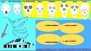 COLOR VISION IN CATARRHINE PRIMATES [upl. by Schweiker]