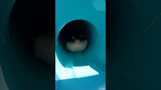 Tunnel Free Fall WaterSlide at DoloSu WaterPark Kemer Turkey Türkiye shorts [upl. by Tisdale]