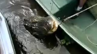 Florida Alligators Disappear in Just One Foot of Water  Ultimate Killers  BBC Studios [upl. by Stanleigh668]