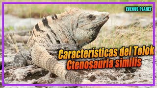 Características de la Iguana Rayada  Tolok  Ctenosaura similis [upl. by Steddman]