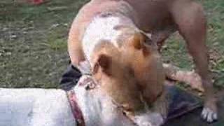 The Most Brutal PitBull Fight Ever SEEN on YOU TUBE [upl. by Skillern]