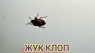 Heteroptera 🪲 True Bugs 🪲 or Typical Bugs 4k Video  Nature amp Animals amp Insects from Ukraine [upl. by Lennahs910]