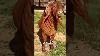 Kalahari Boer Goats Info Videos redboer kalaharigoats shortvideo youtubeshorts shorts [upl. by Unhsiv627]