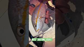 fishing trending fish fishfry snapper fishingvideo fishinglife sea ocean oceanlife miami [upl. by Tamanaha]