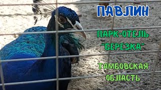 Павлин в Паркотеле quotБерезкаquot Тамбовская область  Peacock at Beryozka ParkHotel Tambov [upl. by Riaj]