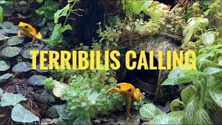 Phyllobates TerribilisDart FrogCalling and Courting [upl. by Julienne]