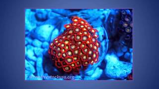 Colorful Taiwan Zoanthid Polyps [upl. by Plank]