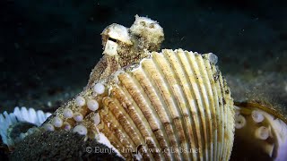 Coconut Octopus Use Shells as a Shield [upl. by Alexine347]