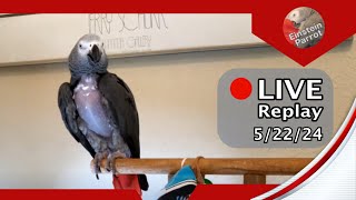 🔴🐦Einstein Parrot LIVE 5222024 [upl. by Etnaihc814]