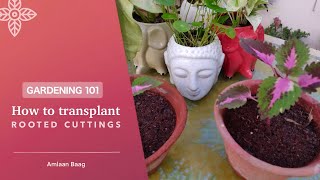 Gardening 101  How To Transplant Rooted Cuttings  Multiply Plants At ZeroCost [upl. by Yraek]