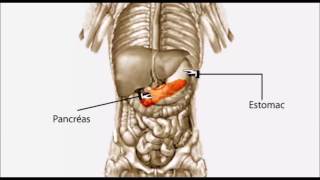 Inflammation du pancréas pancréatite [upl. by Irotal]