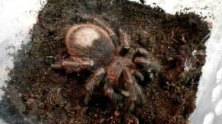 thrixopelma cyaneolum [upl. by Nolad397]