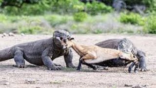 Comodo dragon dangerous video  forest animals video [upl. by Ahsaetal]