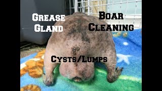 Boar Cleaning Grease Glands amp CystsLumps [upl. by Phillipe195]