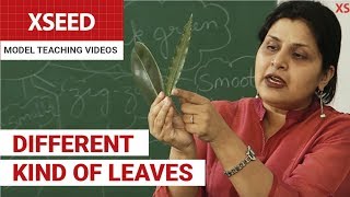 Different Type of Leaves  XSEED Model Teaching Videos [upl. by Burgess287]