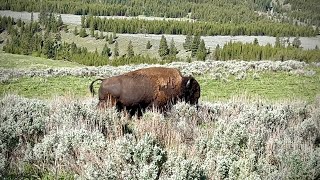 A Bison on our Trail [upl. by Ttirb404]