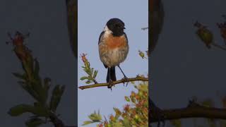 Stonechat Calling shorts [upl. by Oravla]