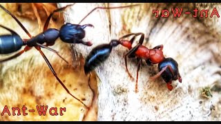 BLACK ANTS VERSUS RED ANTS  Ant War In Ant Paradisica Part1 [upl. by Paehpos]