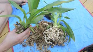 Repotting and Care of Zygopetalum Orchid [upl. by Aekim]