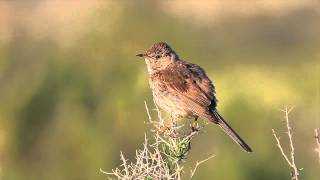 Sage Thrasher [upl. by Castle]