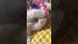 My Cute Ragdoll Kitten Playing cutekittenvideo kitten catlover foryourpages adorable cat [upl. by Wilde]