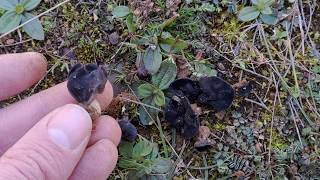 Me encuentro una Helvella crispa GIGANTE 😱🍄 Silla de montar de duende 🧚🍄 [upl. by Teemus]