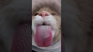 This is a Scary Tongue The Secret of a Cat’s Tongue [upl. by Eidoj639]